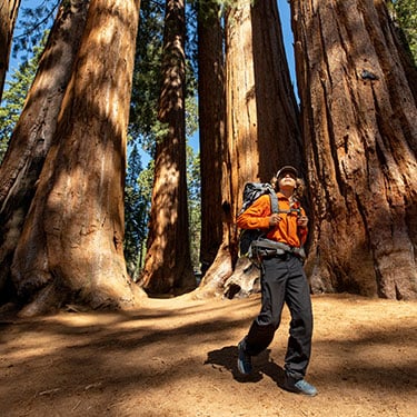 Avenue of the Giants Super-8 Fortuna, California